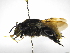  ( - INBIOCRI002019587)  @11 [ ] Copyright (2012) Braulio Hernandez Instituto Nacional de Biodiversidad