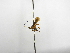  ( - INBIOCRI002277567)  @11 [ ] Copyright (2012) B. Hernandez Instituto Nacional de Biodiversidad