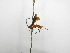  ( - INBIOCRI002290033)  @11 [ ] Copyright (2012) B. Hernandez Instituto Nacional de Biodiversidad