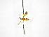  ( - INBIOCRI002292924)  @11 [ ] Copyright (2012) B. Hernandez Instituto Nacional de Biodiversidad