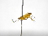  ( - INBIOCRI002302051)  @11 [ ] Copyright (2012) B. Hernandez Instituto Nacional de Biodiversidad