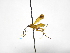  ( - INBIOCRI002302077)  @11 [ ] Copyright (2012) B. Hernandez Instituto Nacional de Biodiversidad