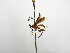  ( - INBIOCRI002304176)  @11 [ ] Copyright (2012) B. Hernandez Instituto Nacional de Biodiversidad