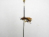  (Alabagrus derailersi - INBIOCRI002304986)  @11 [ ] Copyright (2012) B. Hernandez Instituto Nacional de Biodiversidad
