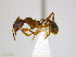  ( - JJ-E4-01)  @14 [ ] CreativeCommons - Attribution (2011) M. Alex Smith Centre for Biodiversity Genomics