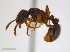 ( - JJ-P6-01)  @14 [ ] CreativeCommons - Attribution (2011) M. Alex Smith Centre for Biodiversity Genomics
