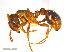  ( - JJ-T5-01)  @12 [ ] CreativeCommons - Attribution (2011) M. Alex Smith Centre for Biodiversity Genomics