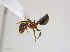  ( - JJ-G6-01)  @12 [ ] CreativeCommons - Attribution (2011) M. Alex Smith Centre for Biodiversity Genomics