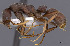  ( - CASENT0628942)  @14 [ ] CreativeCommons - Attribution (2013) Unspecified www.antweb.org