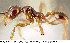  (Pheidole arachnion - CASENT0609209)  @14 [ ] Unspecified (default): All Rights Reserved  image by J. Longino Unspecified
