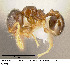  (Pheidole perpusilla - JTL204488)  @14 [ ] Unspecified (default): All Rights Reserved  image by J. Longino Unspecified