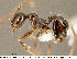  (Pheidole sensitiva - CASENT0609217)  @14 [ ] Unspecified (default): All Rights Reserved  image by J. Longino Unspecified