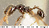  (Pheidole vestita - CASENT0609224)  @14 [ ] Unspecified (default): All Rights Reserved  image by J. Longino Unspecified