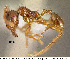  (Pheidole fimbriata - CASENT0609211)  @14 [ ] Unspecified (default): All Rights Reserved  image by J. Longino Unspecified
