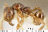  (Pheidole colobopsis - CASENT0609214)  @14 [ ] Unspecified (default): All Rights Reserved  image by J. Longino Unspecified