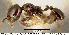  (Pheidole nigricula - JTL204434)  @13 [ ] Unspecified (default): All Rights Reserved  image by J. Longino Unspecified