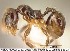  (Pheidole monteverdensis - JTL204496)  @14 [ ] Unspecified (default): All Rights Reserved  image by J. Longino Unspecified