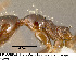  (Pheidole JTL153 - CASENT0609229)  @11 [ ] Unspecified (default): All Rights Reserved  image by J. Longino Unspecified