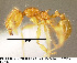  (Pheidole scrobifera - JTL204457)  @14 [ ] Unspecified (default): All Rights Reserved  image by J. Longino Unspecified