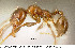  (Pheidole prattorum - JTL204449)  @13 [ ] Unspecified (default): All Rights Reserved  image by J. Longino Unspecified