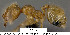  (Pheidole protensa - JTL204495)  @11 [ ] Unspecified (default): All Rights Reserved  image by J. Longino Unspecified
