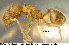  (Pheidole beloceps - JTL204455)  @13 [ ] Unspecified (default): All Rights Reserved  image by J. Longino Unspecified