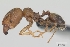  (Pheidole dodo - CASENT0060619-D01)  @13 [ ] Unspecified (default): All Rights Reserved  Unspecified Unspecified