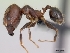  (Pheidole fervens - CASENT0060584-D01)  @13 [ ] Unspecified (default): All Rights Reserved  Unspecified Unspecified