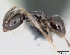  (Plagiolepis MU01 - CASENT0055808-D01)  @13 [ ] Unspecified (default): All Rights Reserved  Unspecified Unspecified