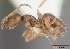  (Brachymyrmex MU01 - CASENT0060451-D01)  @13 [ ] Unspecified (default): All Rights Reserved  Unspecified Unspecified