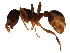  (Myrmica AF-mag - 09GUANTS-018)  @15 [ ] CreativeCommons - Attribution (2010) CBG Photography Group Centre for Biodiversity Genomics