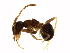  (Lasius alienus - 09GUANTS-255)  @15 [ ] CreativeCommons - Attribution (2010) CBG Photography Group Centre for Biodiversity Genomics