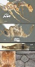  (Mesochorus trescero - DHJPAR0021745)  @12 [ ] CreativeCommons Attribution NonCommercial ShareAlike (2021) M. J. Sharkey University of Kentucky