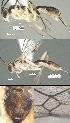  (Mesochorus cuatrocero - DHJPAR0030755)  @11 [ ] CreativeCommons Attribution NonCommercial ShareAlike (2021) M. J. Sharkey University of Kentucky