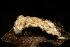  ( - DHJPAR0001588)  @11 [ ] Unspecified (default): All Rights Reserved  Unspecified Unspecified