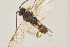  ( - DHJPAR0001549)  @12 [ ] CreativeCommons - Attribution Non-Commercial Share-Alike (2015) Jose L. Fernandez-Triana Canadian National Collection