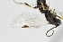  ( - DHJPAR0001550)  @12 [ ] CreativeCommons - Attribution Non-Commercial Share-Alike (2015) Jose L. Fernandez-Triana Canadian National Collection