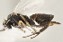  (Apanteles rodrigogamezi - DHJPAR0001554)  @13 [ ] CreativeCommons - Attribution Non-Commercial Share-Alike (2015) Jose L. Fernandez-Triana Canadian National Collection