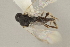  ( - DHJPAR0001565)  @11 [ ] CreativeCommons - Attribution Non-Commercial Share-Alike (2015) Jose L. Fernandez-Triana Canadian National Collection