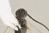  ( - DHJPAR0001565)  @11 [ ] CreativeCommons - Attribution Non-Commercial Share-Alike (2015) Jose L. Fernandez-Triana Canadian National Collection