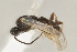  (Apanteles marianopereirai - DHJPAR0001565)  @11 [ ] CreativeCommons - Attribution Non-Commercial Share-Alike (2015) Jose L. Fernandez-Triana Canadian National Collection