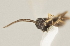  ( - DHJPAR0001646)  @11 [ ] CreativeCommons - Attribution Non-Commercial Share-Alike (2015) Jose L. Fernandez-Triana Canadian National Collection