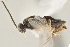  (Apanteles wadyobandoi - DHJPAR0001677)  @11 [ ] CreativeCommons - Attribution Non-Commercial Share-Alike (2015) Jose L. Fernandez-Triana Canadian National Collection