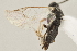  ( - DHJPAR0001677)  @11 [ ] CreativeCommons - Attribution Non-Commercial Share-Alike (2015) Jose L. Fernandez-Triana Canadian National Collection