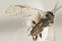  ( - DHJPAR0002632)  @12 [ ] CreativeCommons - Attribution Non-Commercial Share-Alike (2015) Jose L. Fernandez-Triana Canadian National Collection