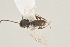  ( - DHJPAR0002654)  @12 [ ] CreativeCommons - Attribution Non-Commercial Share-Alike (2015) Jose L. Fernandez-Triana Canadian National Collection