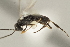  (Apanteles eliethcantillanoae - DHJPAR0002687)  @13 [ ] CreativeCommons - Attribution Non-Commercial Share-Alike (2015) Jose L. Fernandez-Triana Canadian National Collection