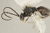  ( - DHJPAR0002695)  @12 [ ] CreativeCommons - Attribution Non-Commercial Share-Alike (2015) Jose L. Fernandez-Triana Canadian National Collection