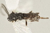  ( - DHJPAR0002695)  @12 [ ] CreativeCommons - Attribution Non-Commercial Share-Alike (2015) Jose L. Fernandez-Triana Canadian National Collection