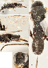  ( - DHJPAR0002706)  @11 [ ] CreativeCommons  Attribution Non-Commercial Share-Alike (2018) Jose Fernandez-Triana Canadian National Collection of Insects, Arachnids and Nematodes